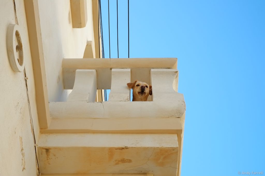 dog looking down from balcony