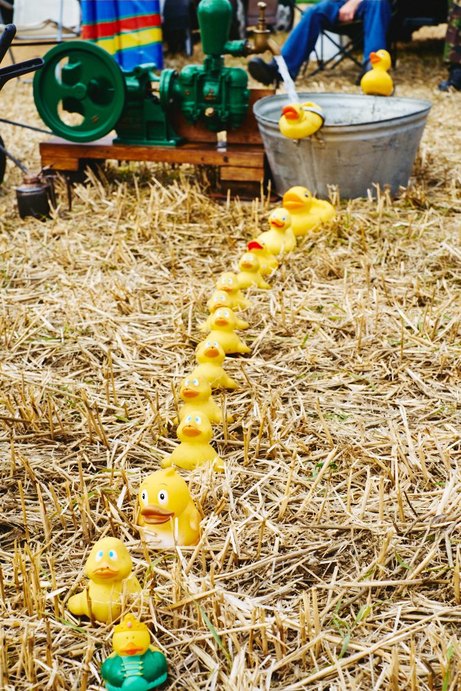 plastic ducks in a row on straw