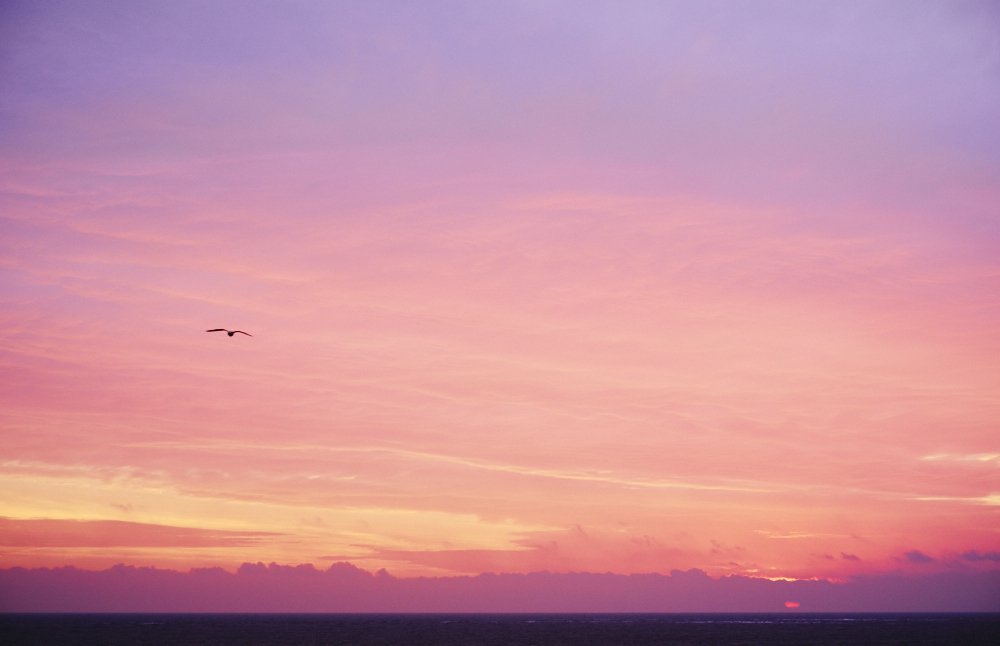 seagull at sunrise