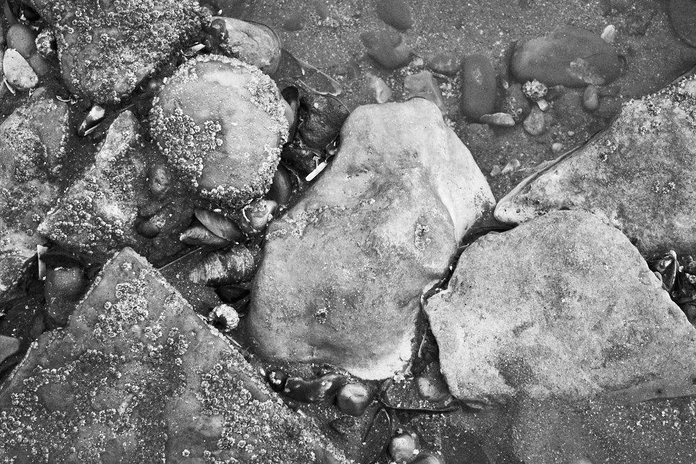 small barnacled rocks