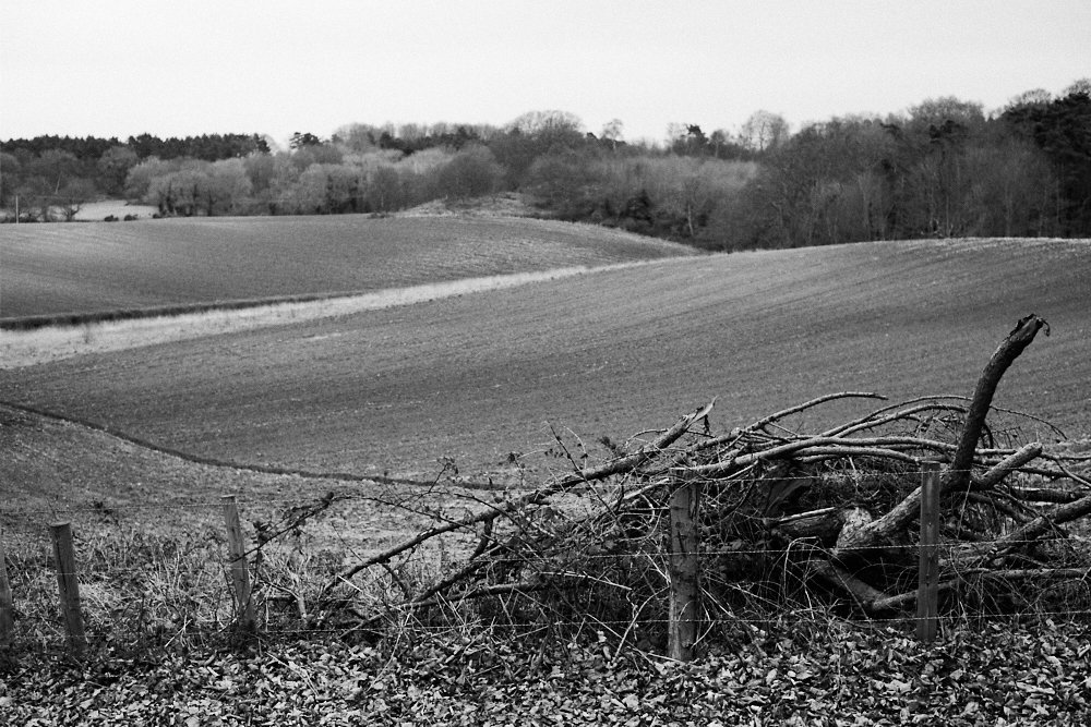 branches and fields