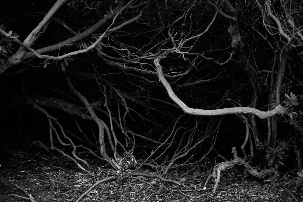 spooky branches
