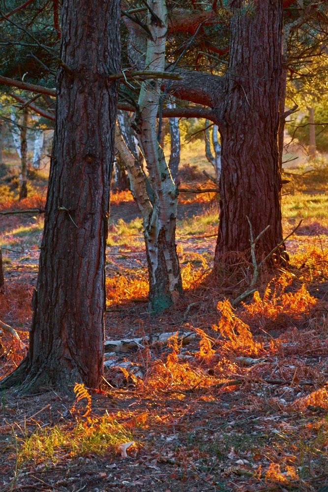 woodland orange streaks