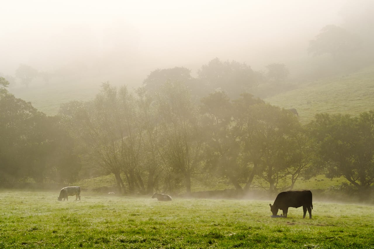 cow and fog