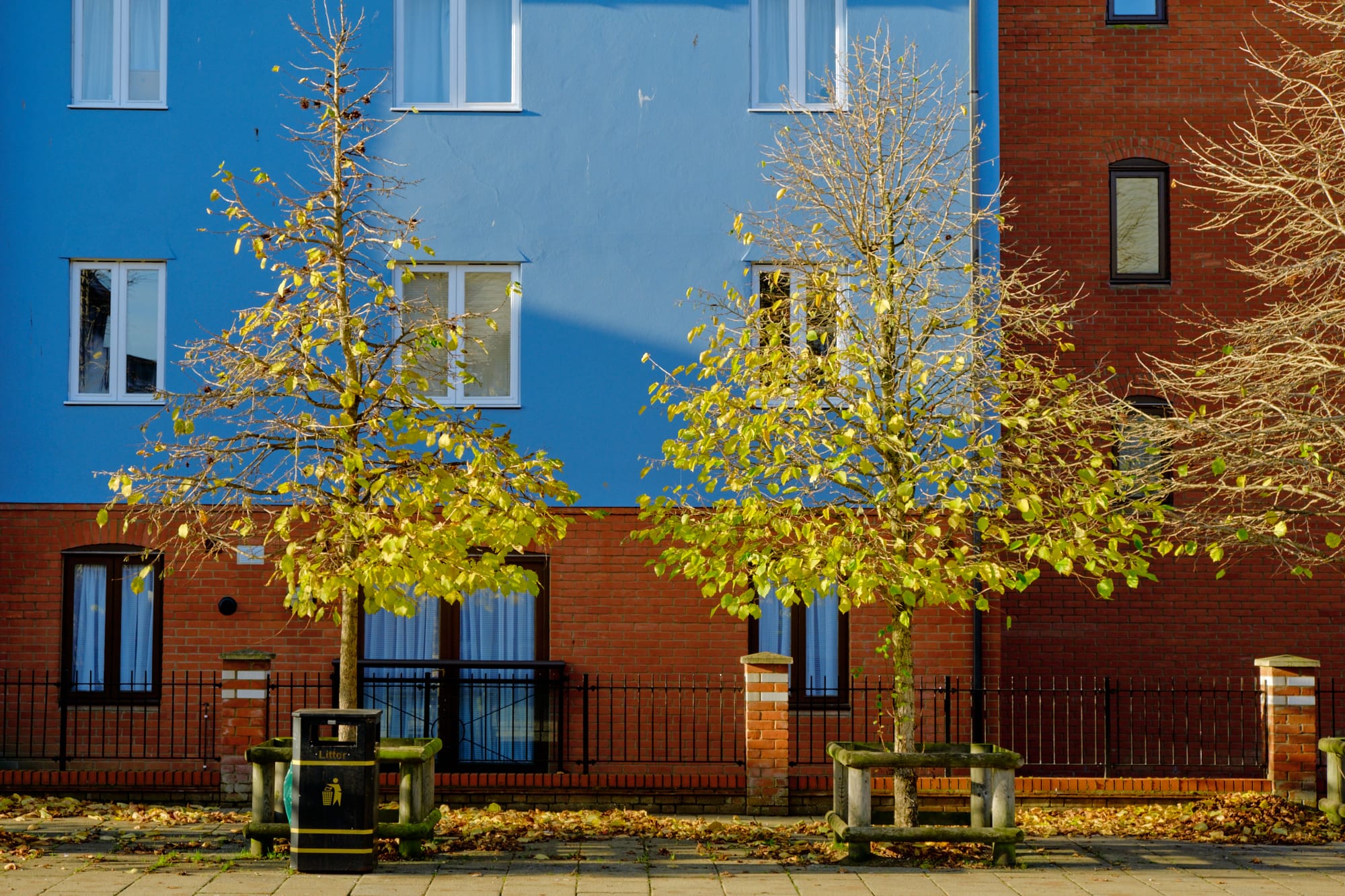 green and yellow trees against blue and red walls