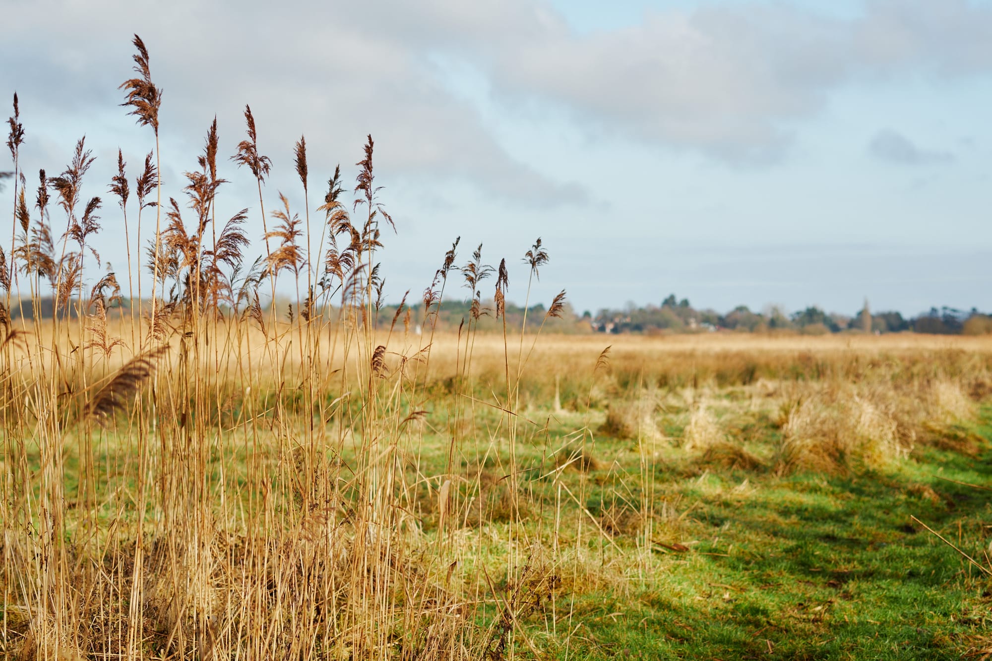 marsh grass next to footpath