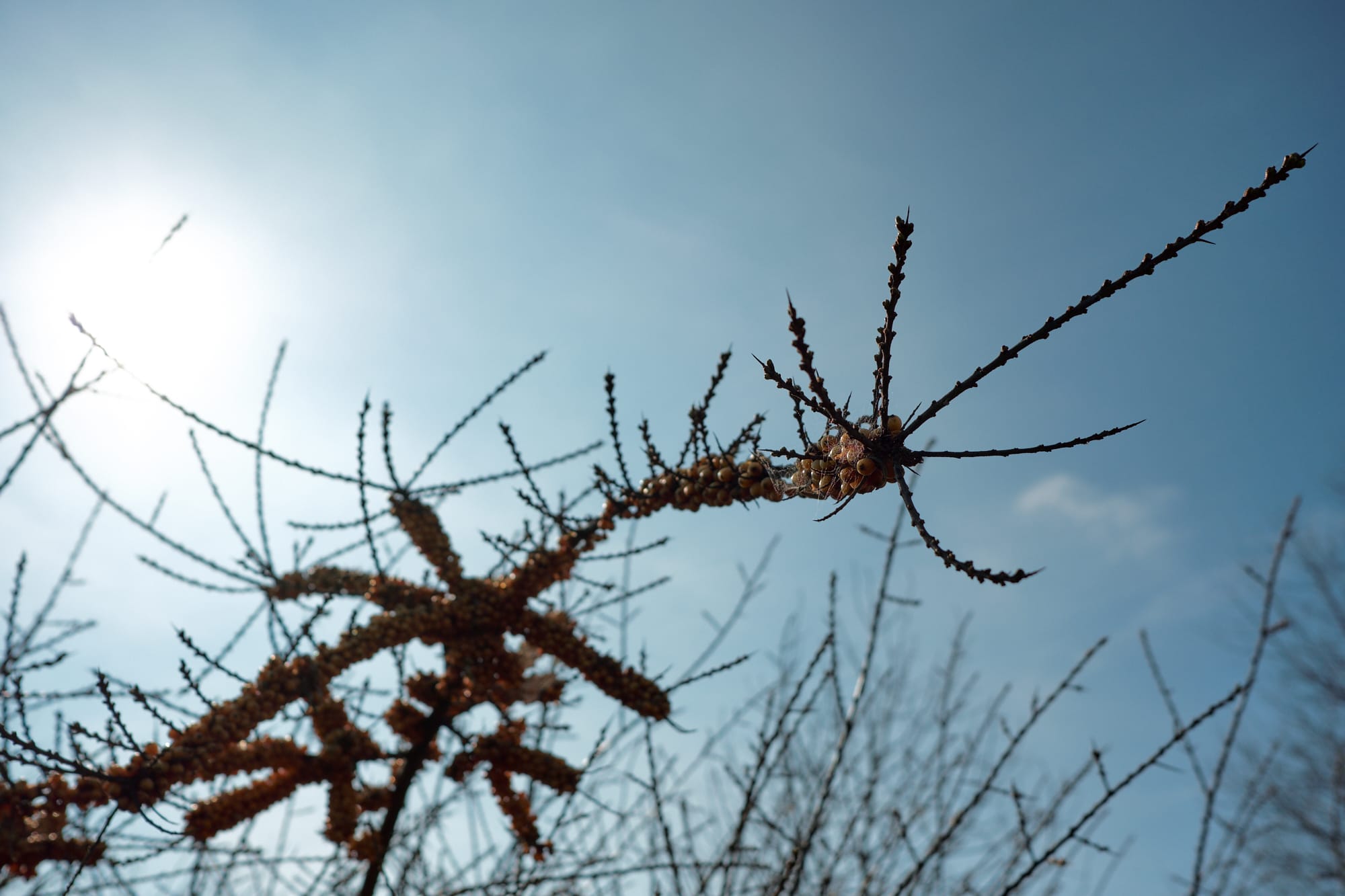 bush branch against the sun and sky