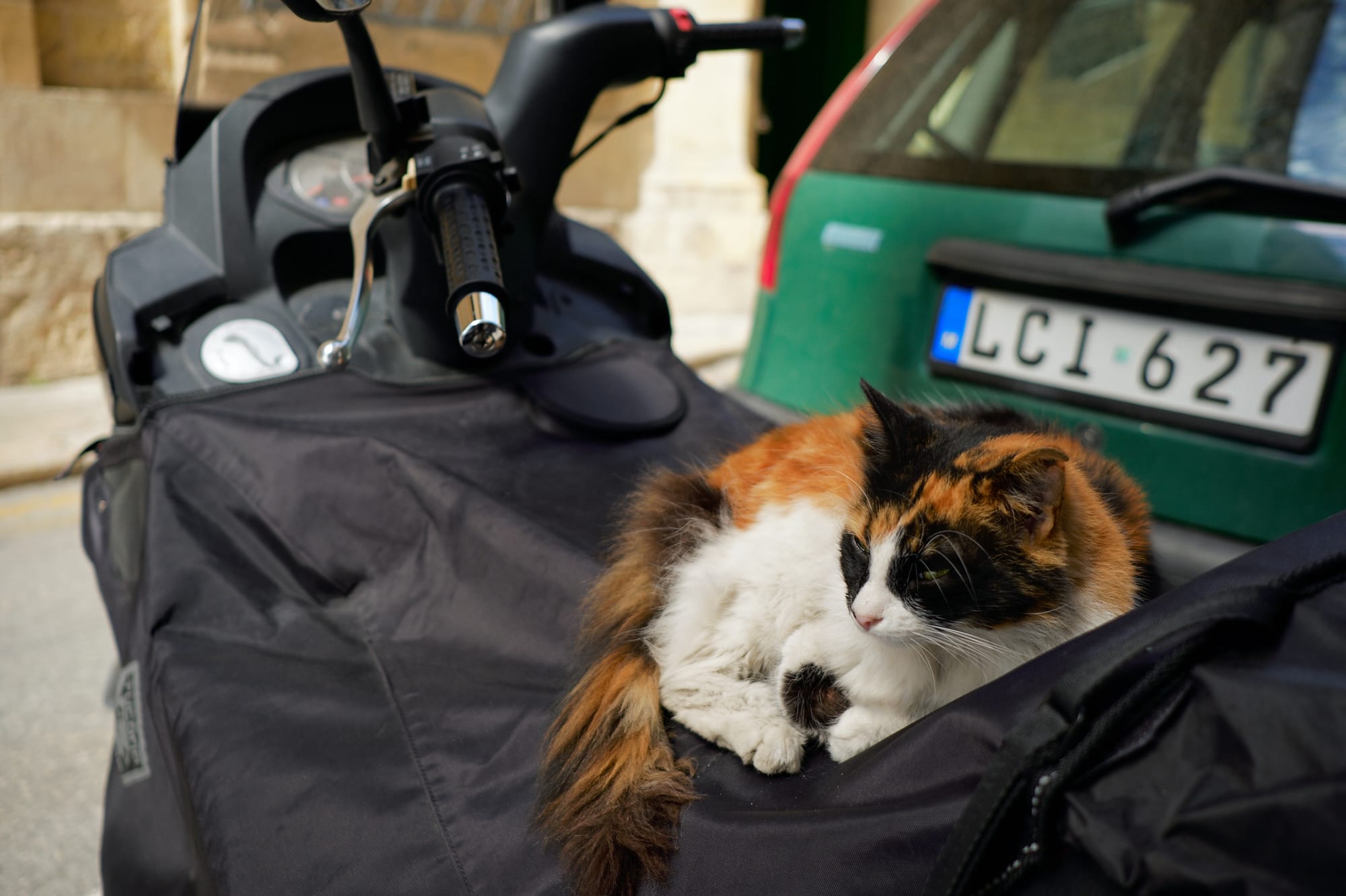 cat on a parked motorbike