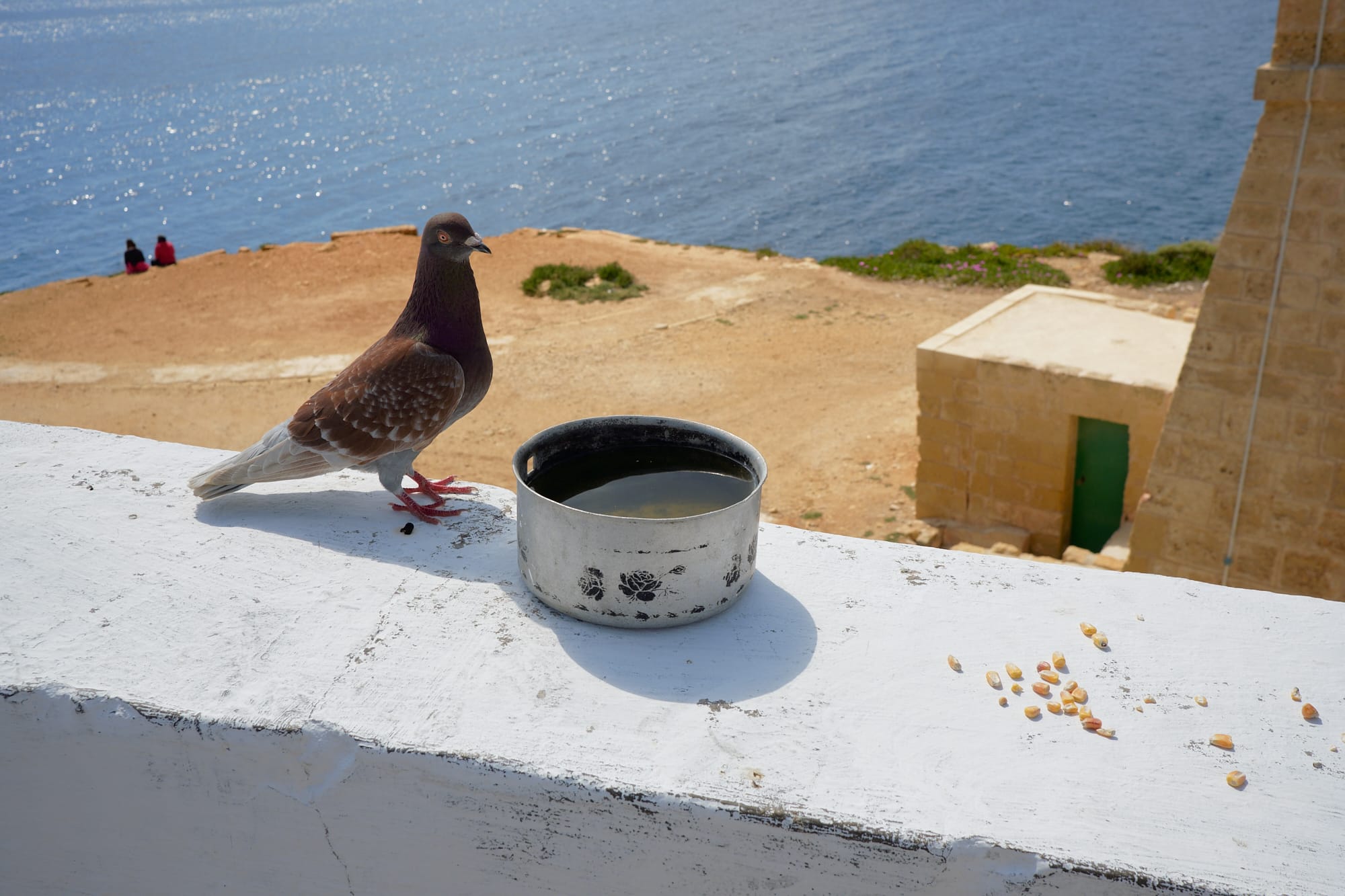 pigeon on the wall with a tin of water and some corn