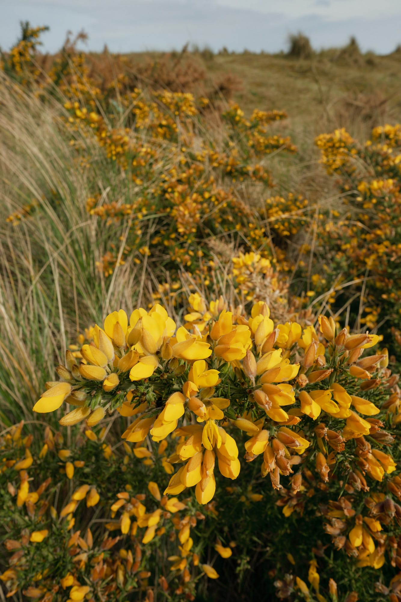 yellow flowers on a bush in the beach grass