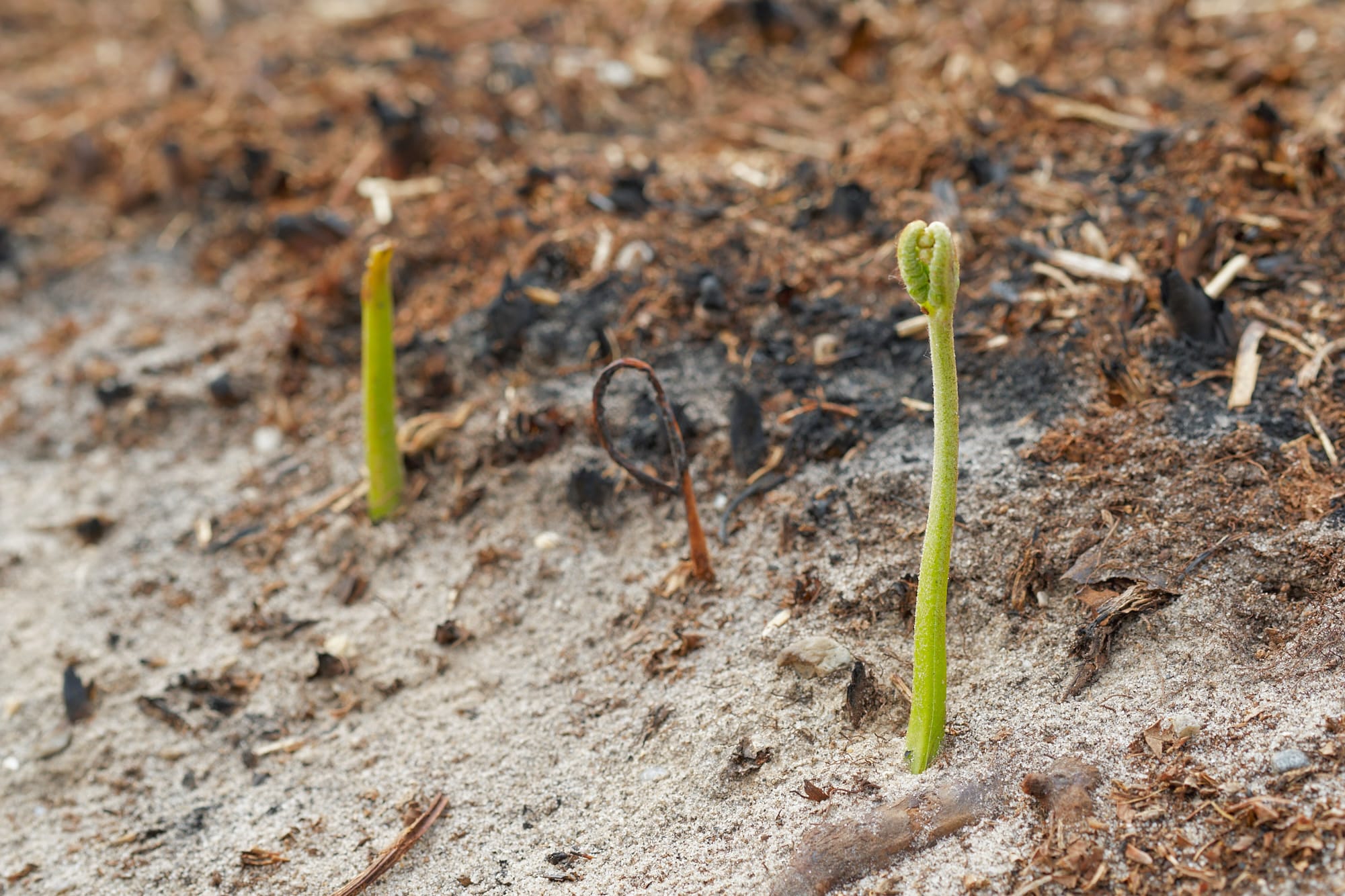 new shoots rising from burnt ground