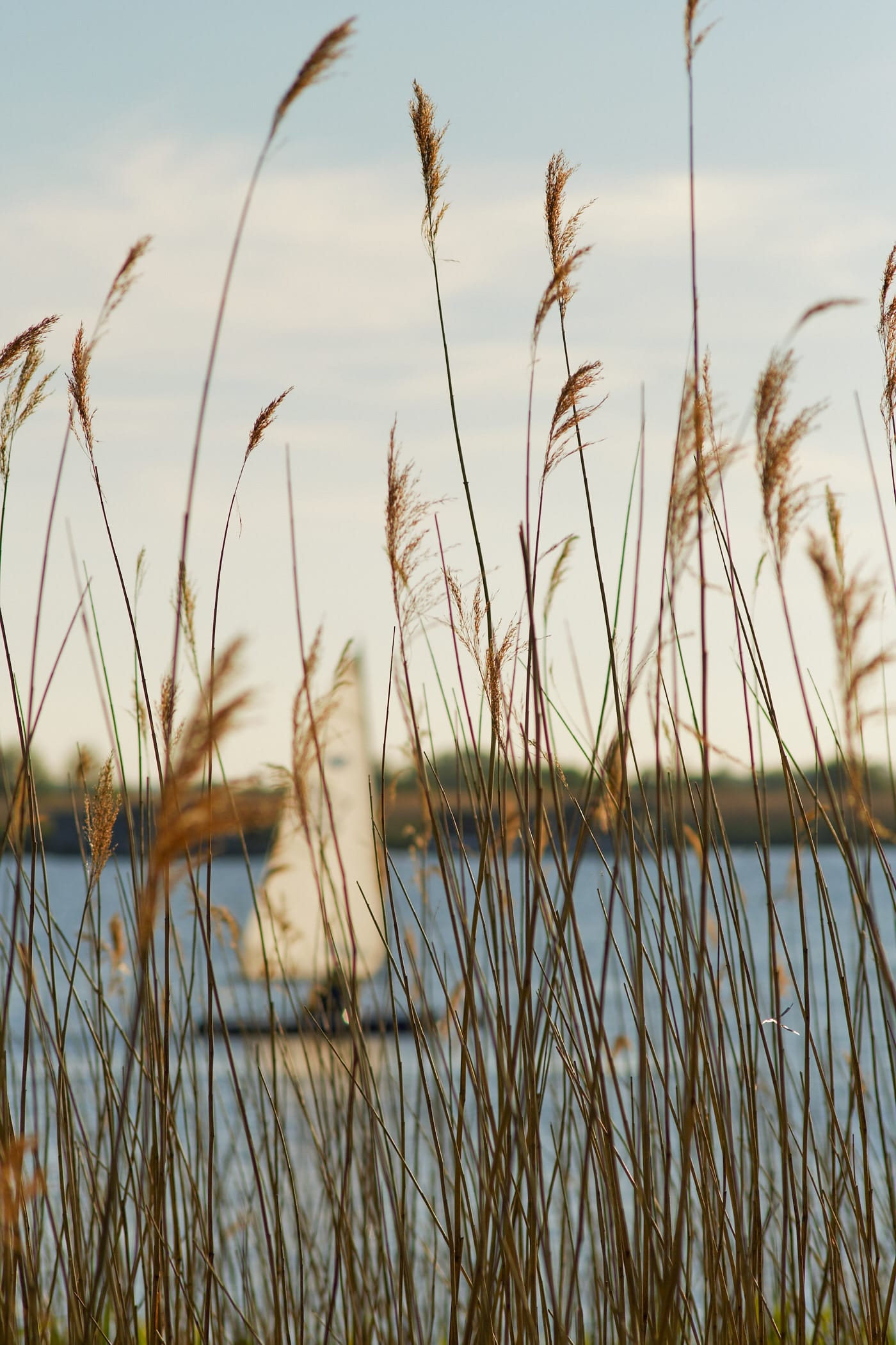 marsh grass with sailing dinghy in the background