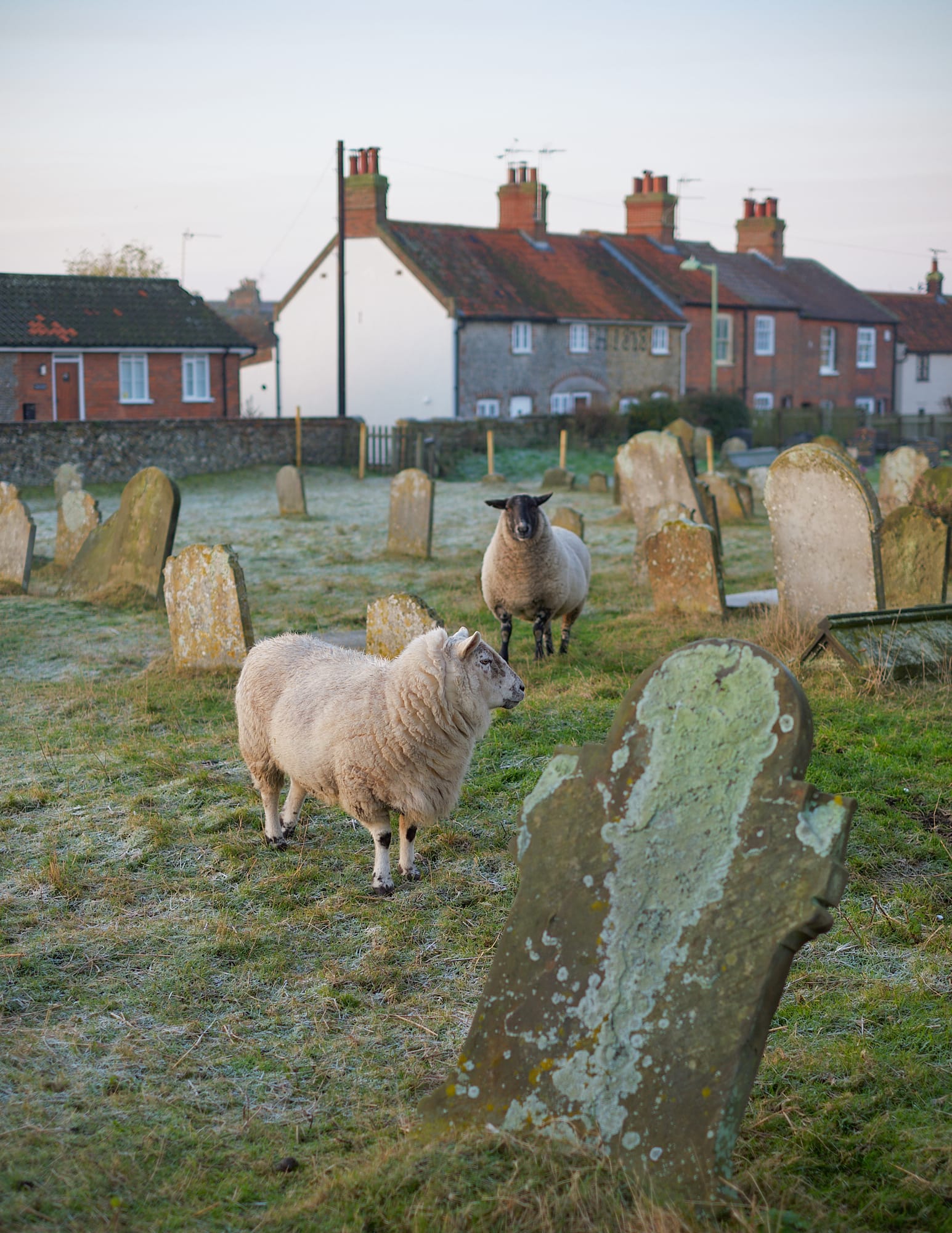 sheep in Pakefield Church graveyard