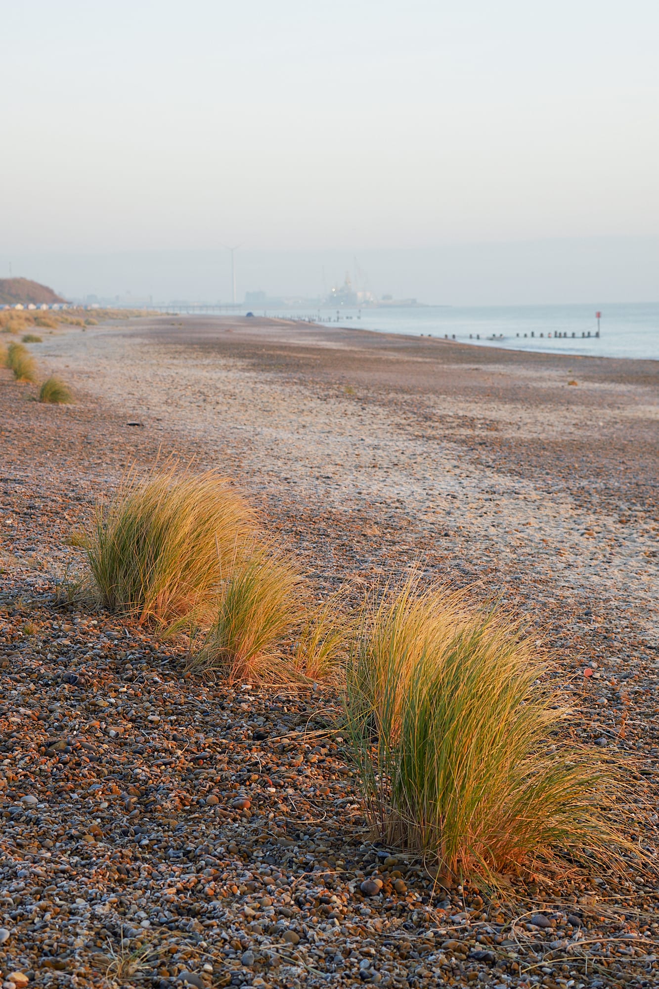 tufts of beach grass at dawn