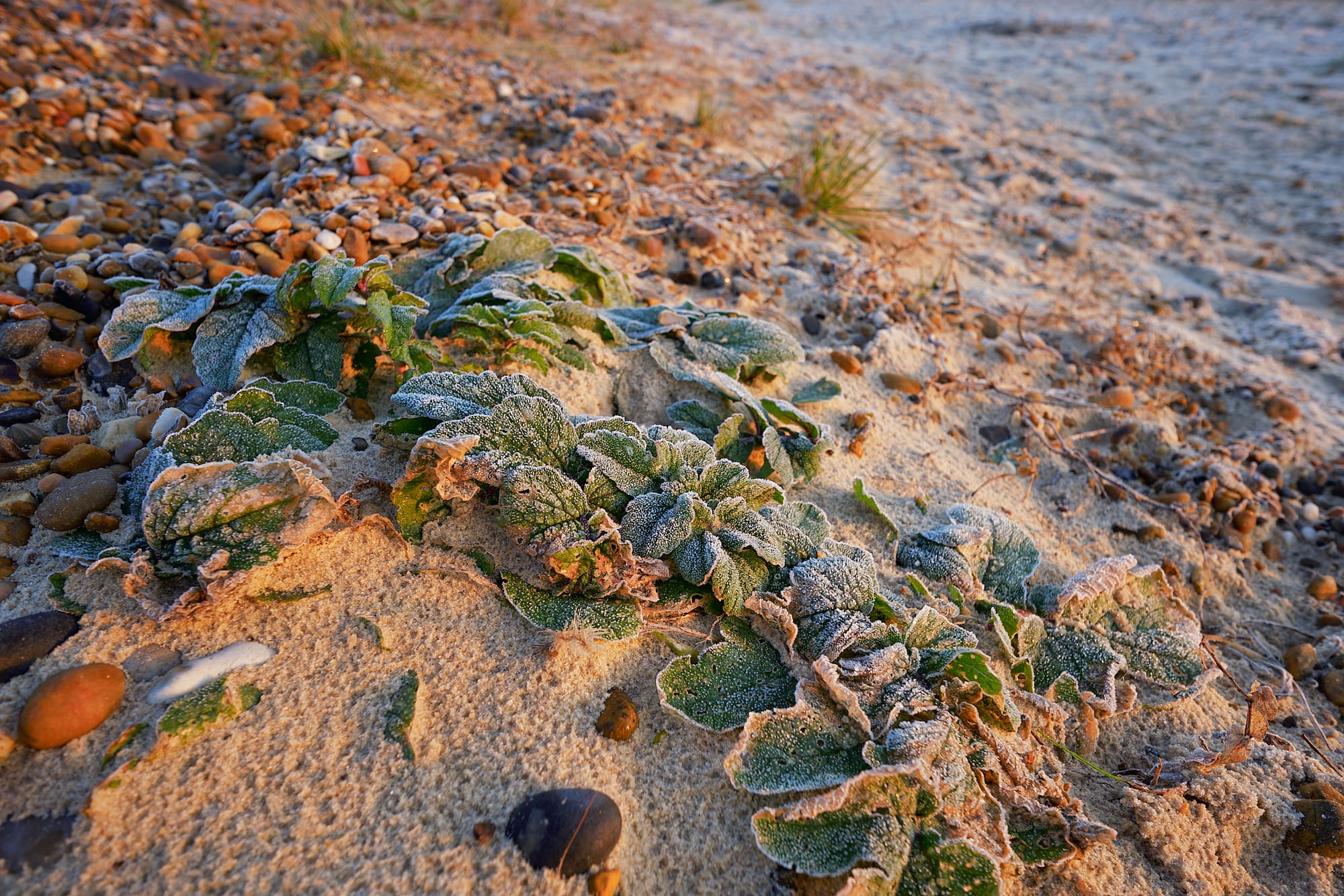 rime-covered beach plants facing the dawn