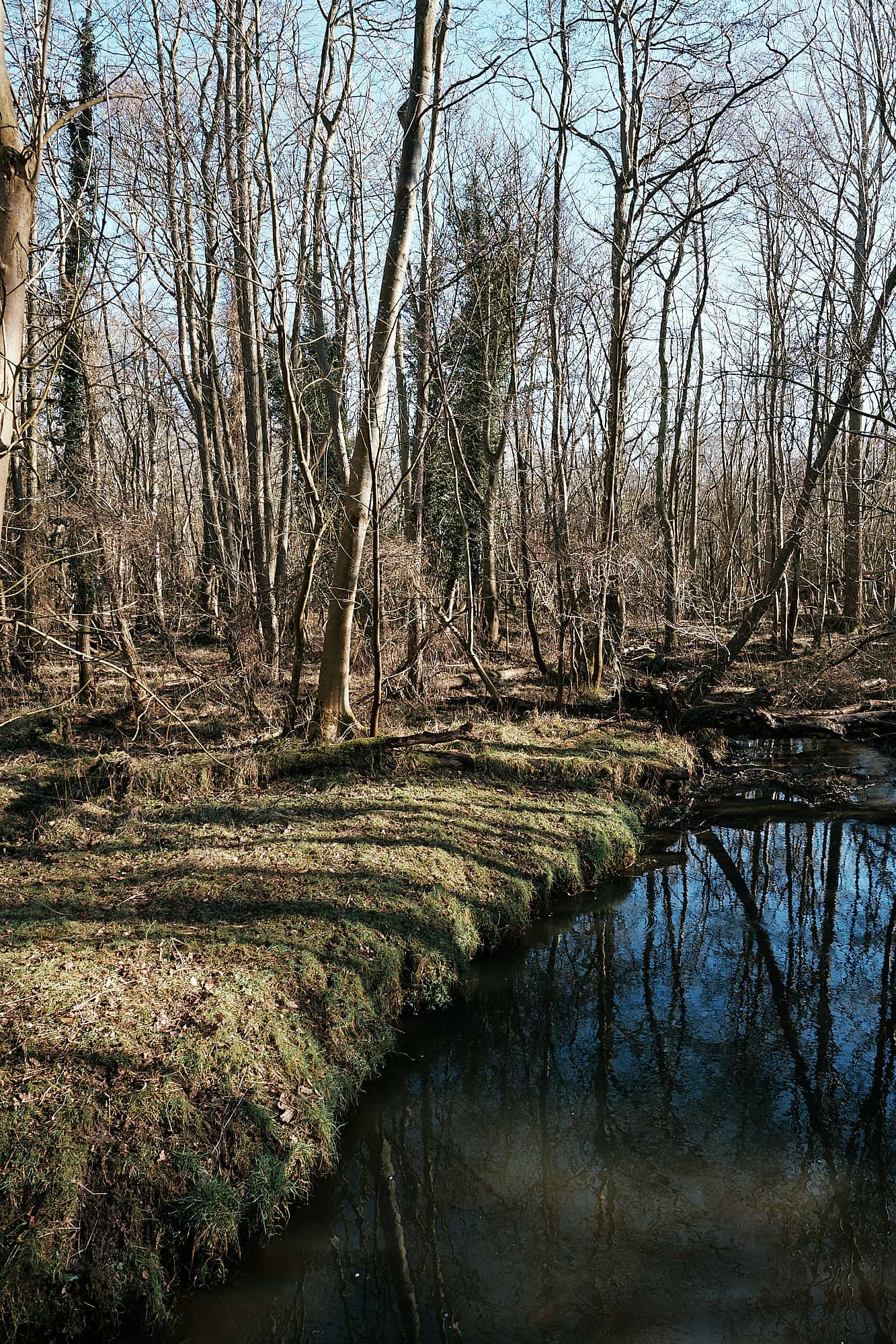 forest pond