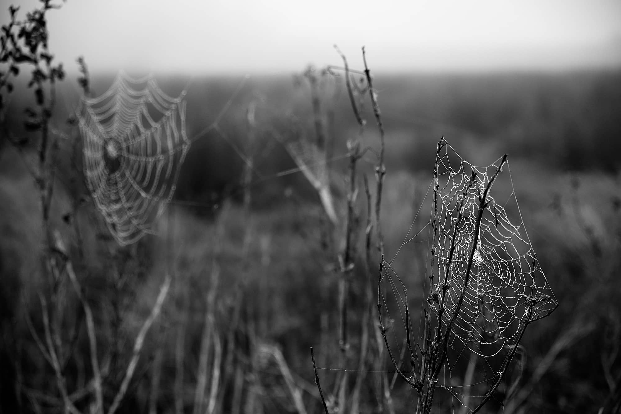 dewy-covered spider webs