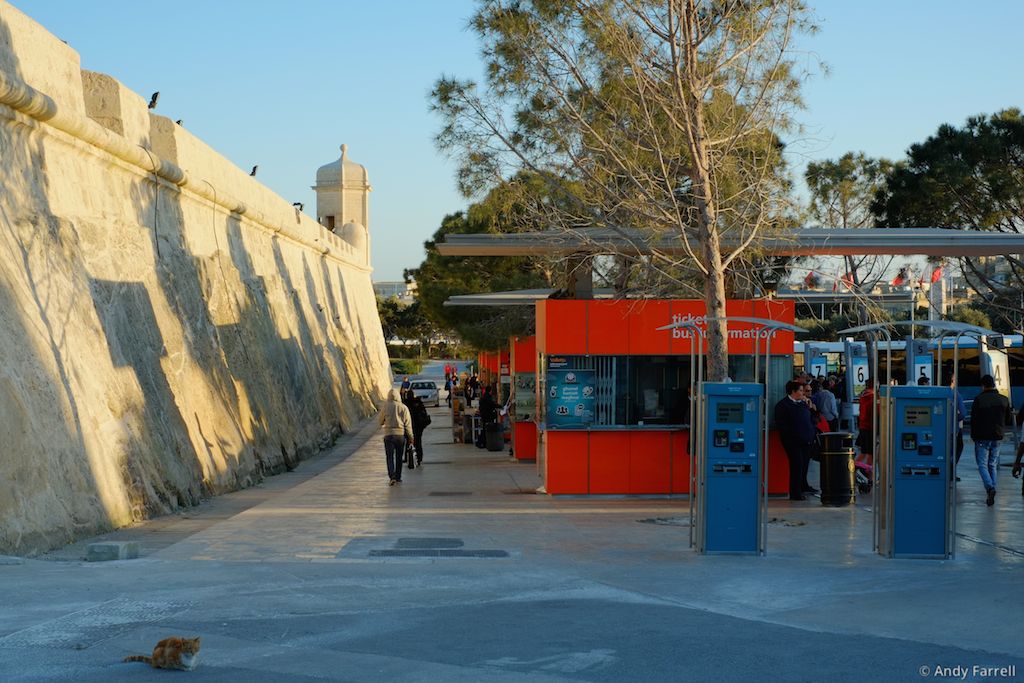 cat at Valletta bus station