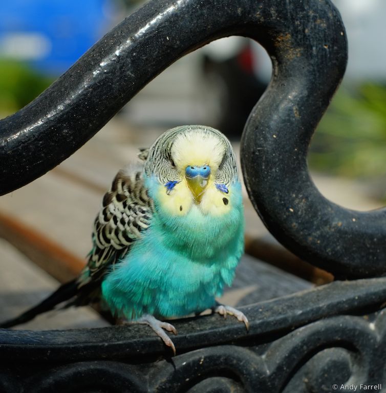 colourful bird