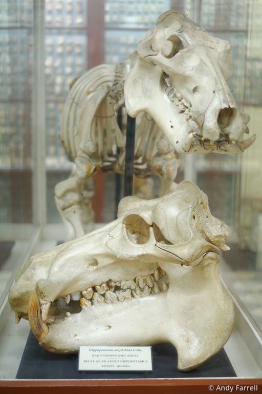 hippopotamus skull