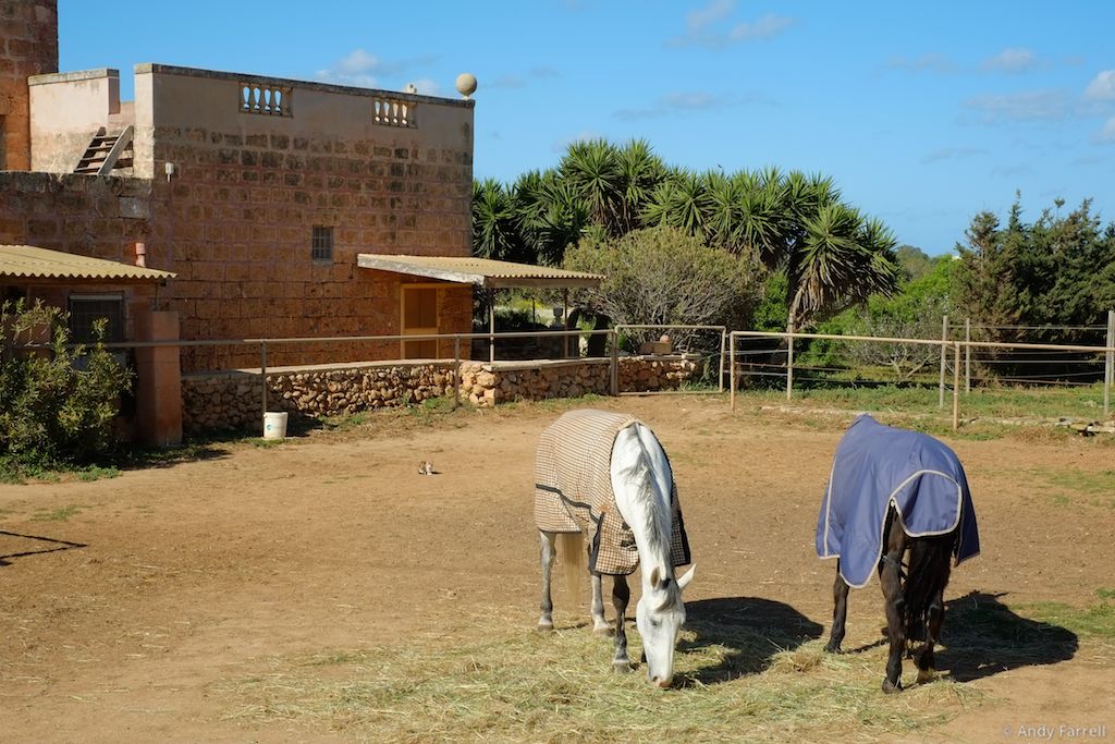 horses and a cat