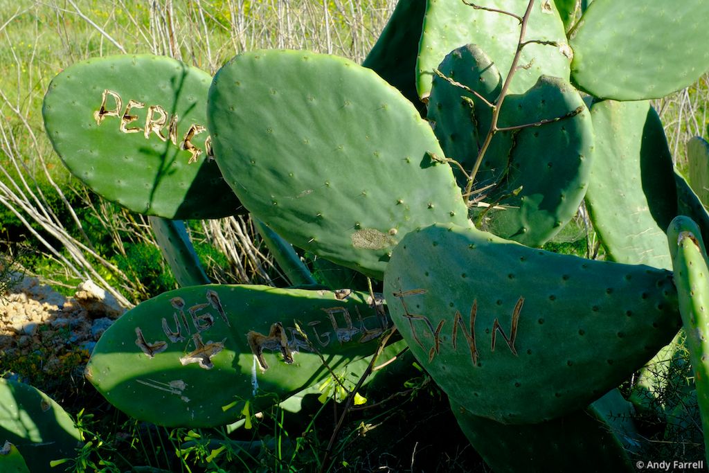 engraved cactus