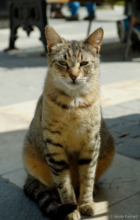portrait of a scrounger cat