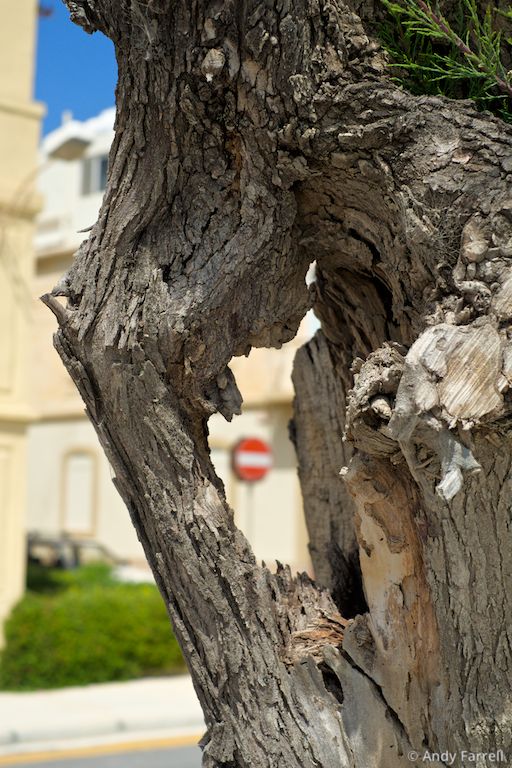 gnarled tree and No Entry sign