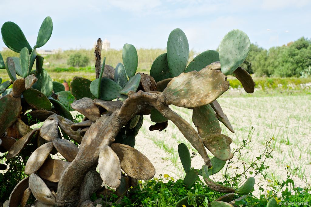 dried cactus