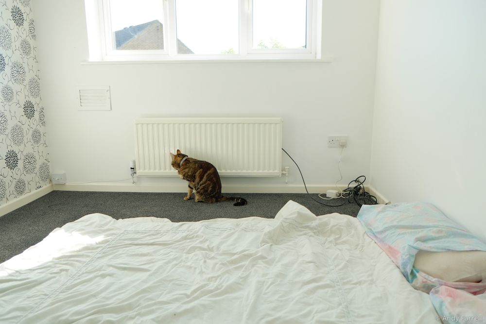 Tabbs cleaning himself after exploring the house