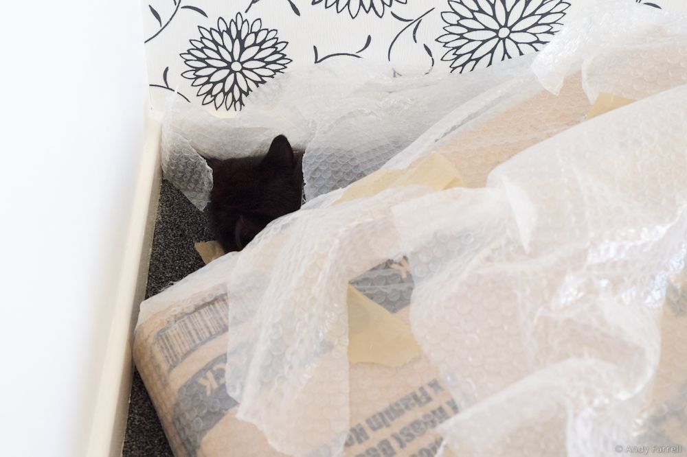 Lucy hiding behind a box and some bubble wrap
