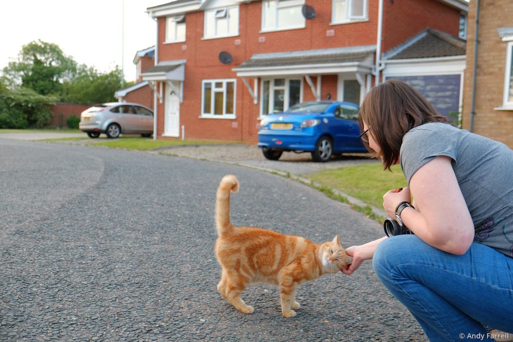 enemy orange cat