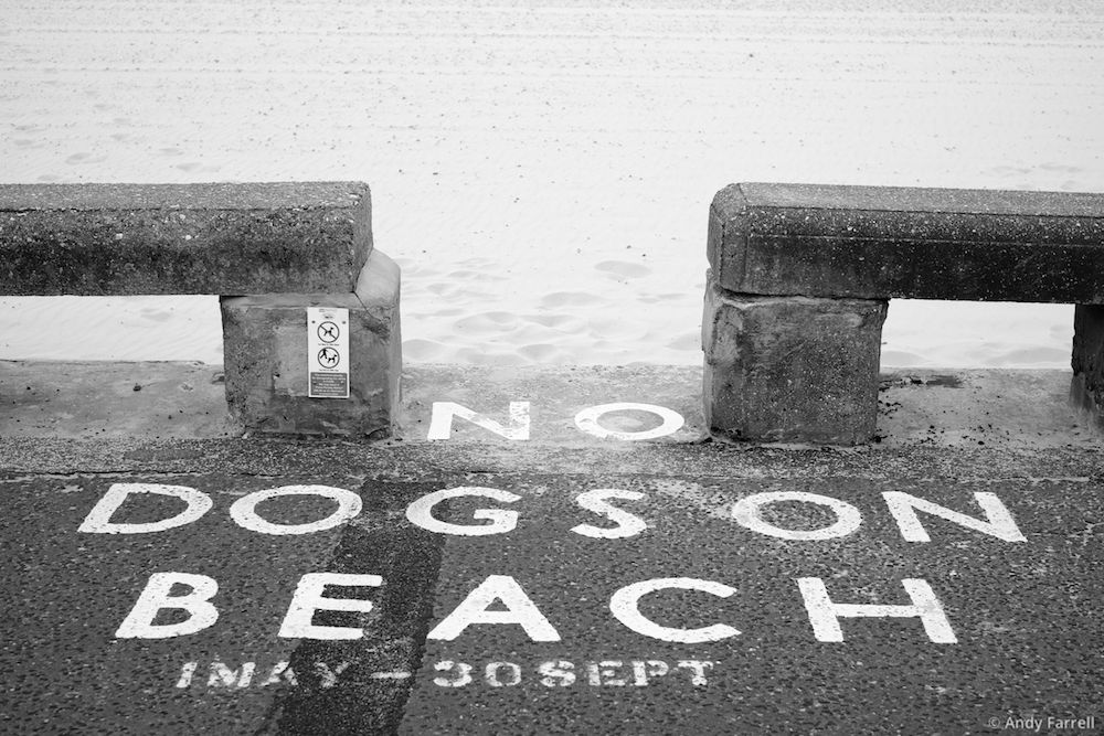 painted sign alerting visitors about the rules concerning dogs on Pakefiled beach