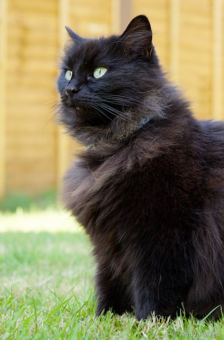 Lucy in our back garden