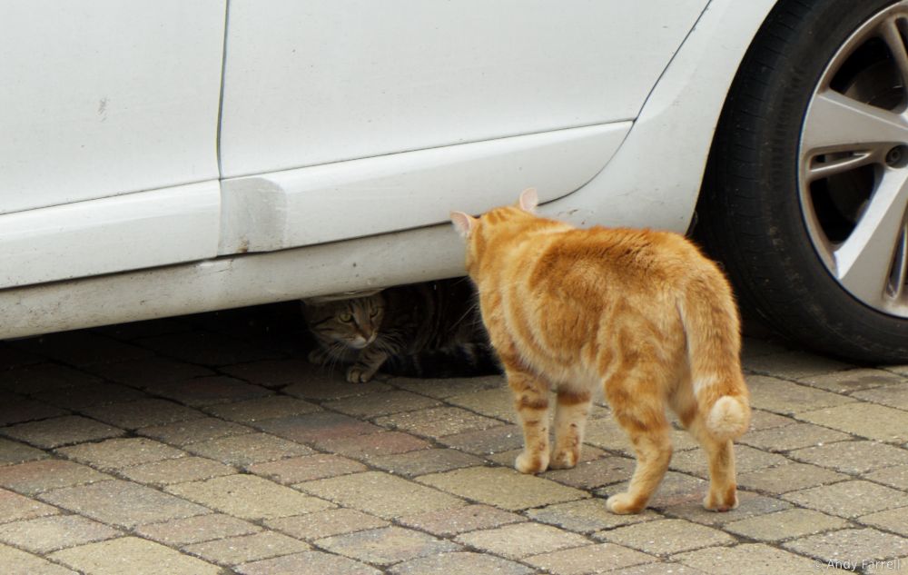 Tabbs and orange cat having a territorial dispute