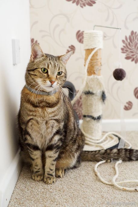 Tabbs and his well-used scratching post