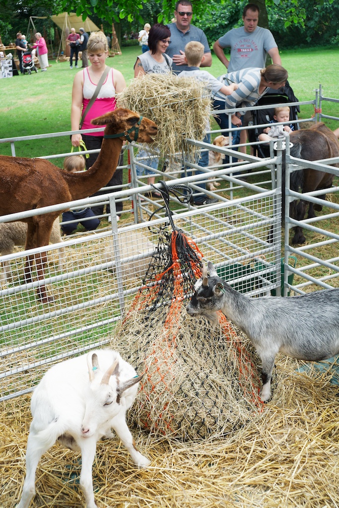 Goats in the petting zoo