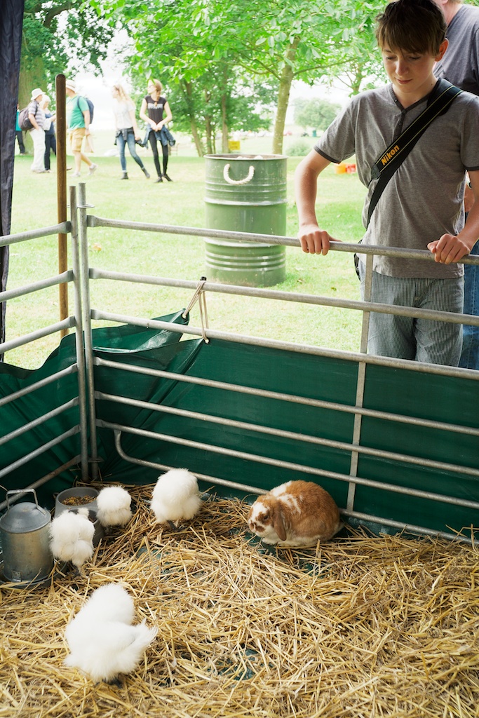 Rabbits in the petting zoo