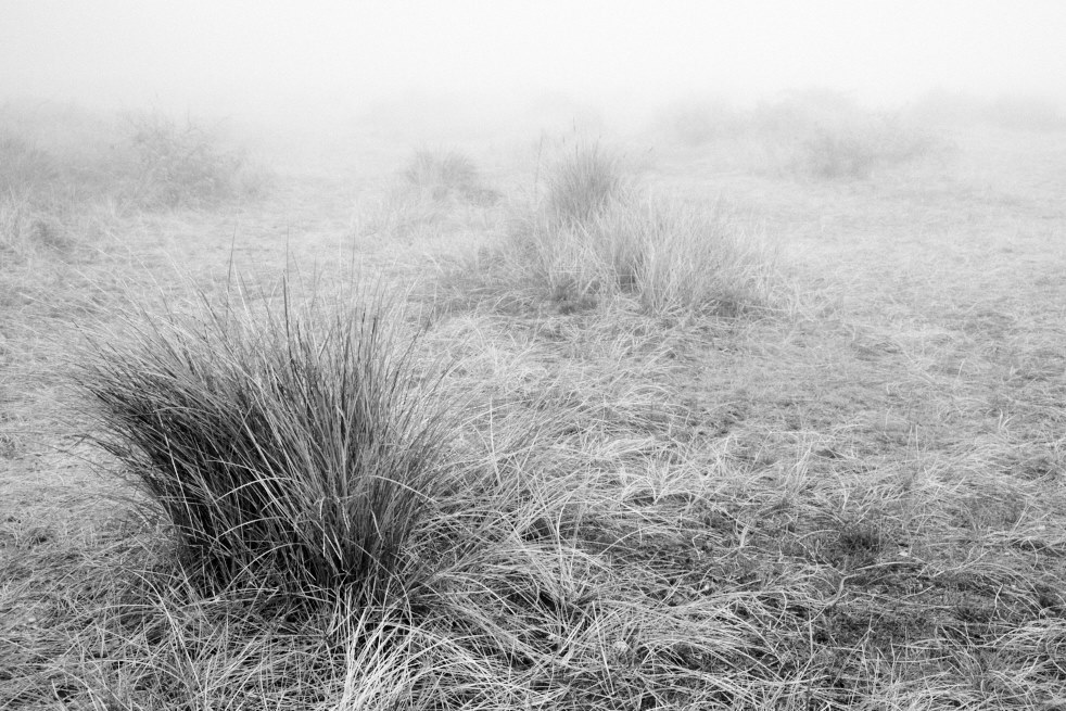 beach grass