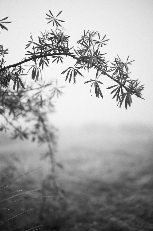 beach plant