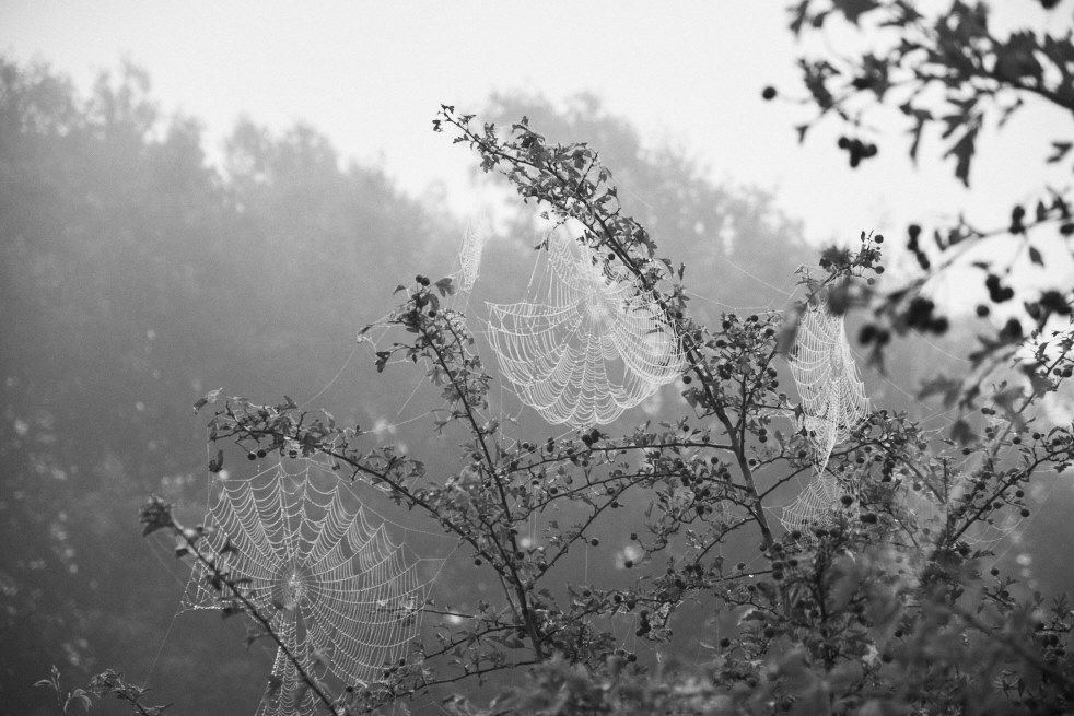 dewy spider webs