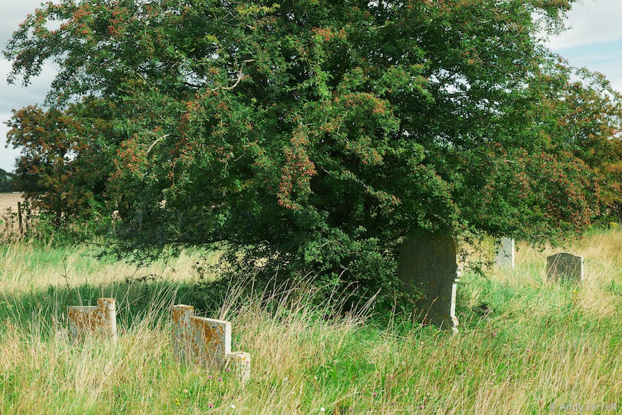 graves around a tree