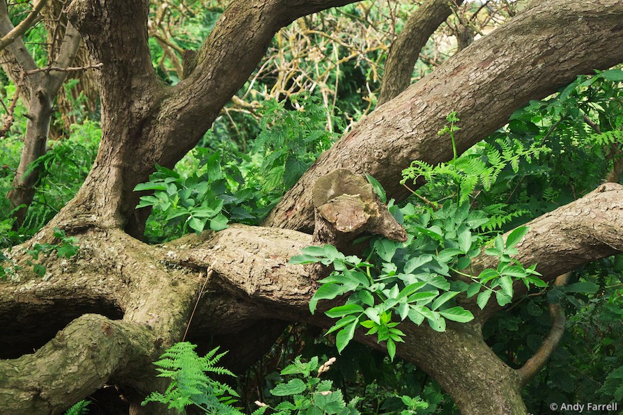 tree trunks and leaves