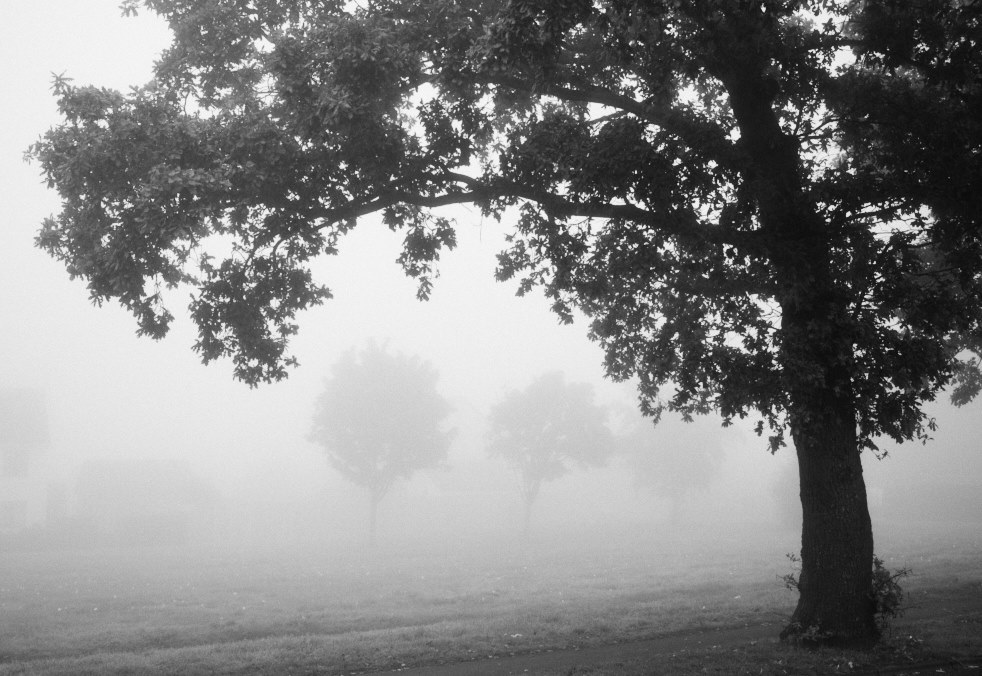 trees in two layers of fog