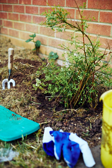 gardening