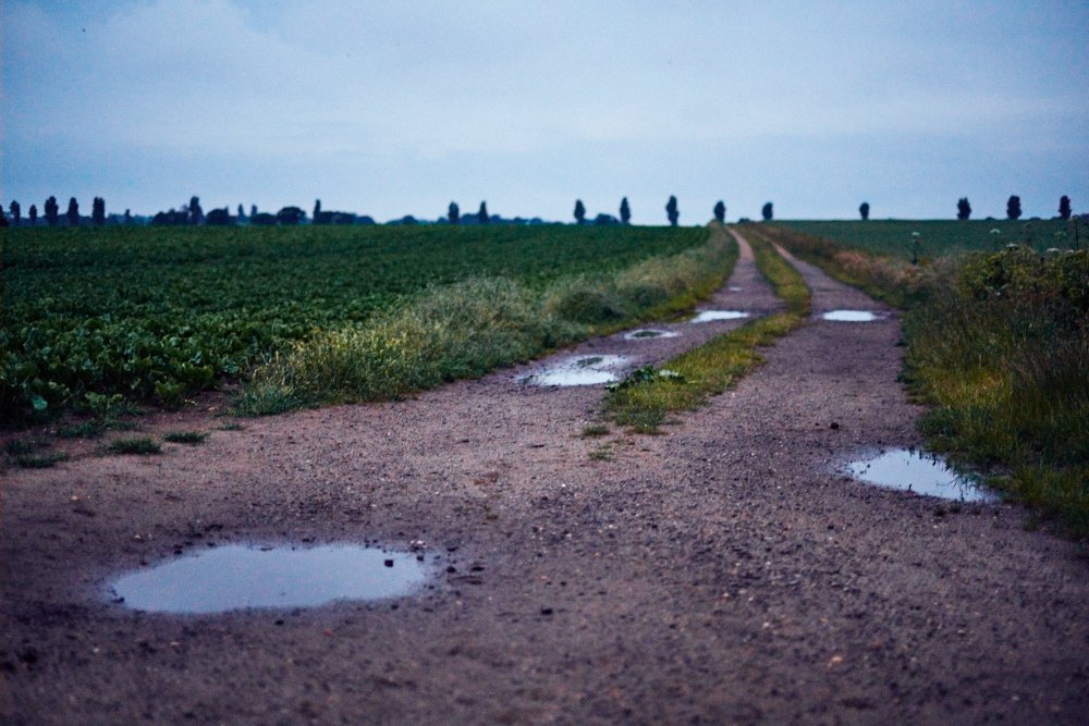 path to the treeline