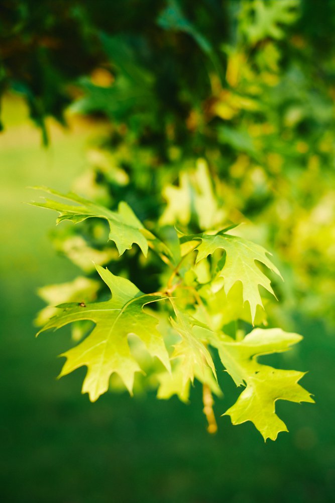 shiny leaves