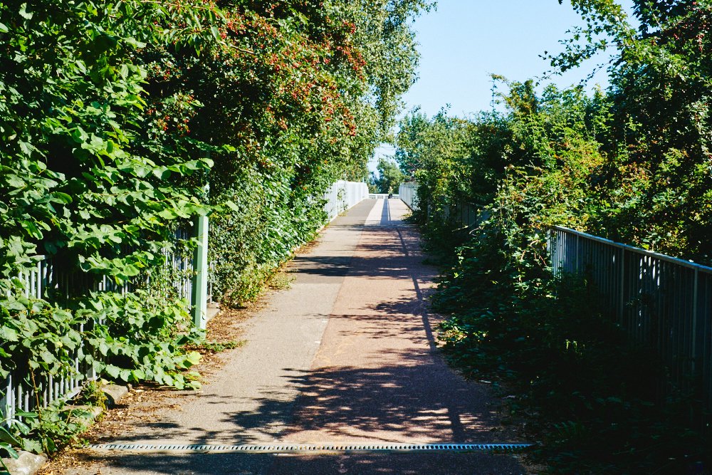 slightly overgrown footbridge