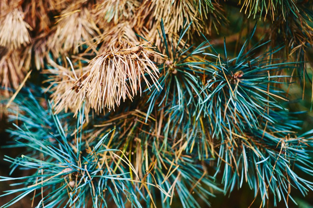 spiky leaves