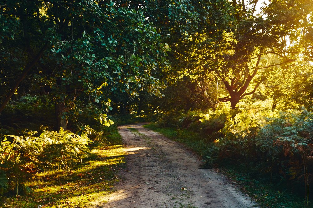 evening forest road